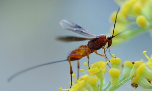 Agathis sp.